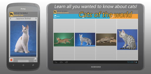 Cats of the world pc screenshot Cats of the world pc screenshot