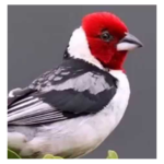 Brazilian's birds sounds icon