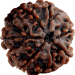 Rudrakshas icon