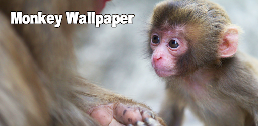 Monkey Wallpaper pc screenshot