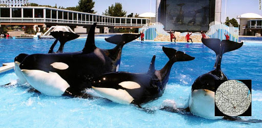 Seaworld For Computer VR Guide: SeaWorld Orlando for PC - How to Install on Windows PC, Mac