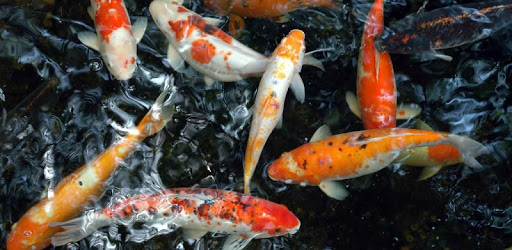 Koi Underwater Live Wallpaper pc screenshot Koi Underwater Live Wallpaper pc screenshot