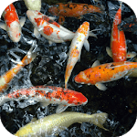 Koi Underwater Live Wallpaper icon
