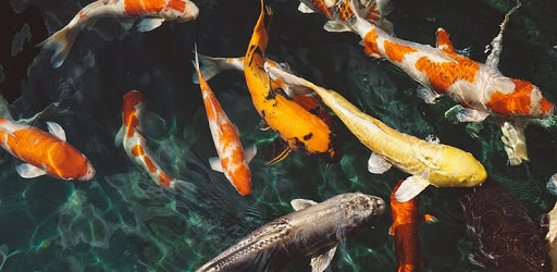 🐠 Koi aquarium 3D live wallpaper pc screenshot 🐠 Koi aquarium 3D live wallpaper pc screenshot