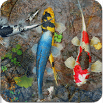 🐠 Koi aquarium 3D live wallpaper icon