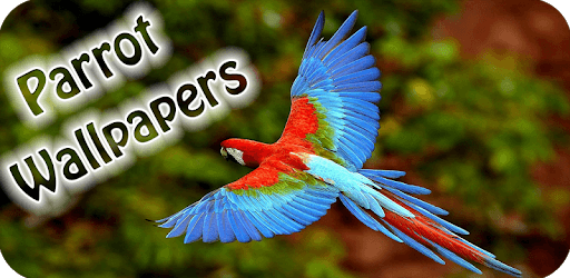Parrot Wallpaper Hd pc screenshot