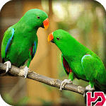 Parrot Wallpaper Hd for pc icon
