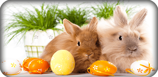 Rabbit Wallpaper HD pc screenshot Rabbit Wallpaper HD pc screenshot