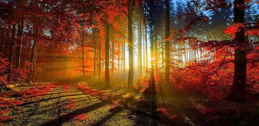 Autumn Wallpaper HD pc screenshot Autumn Wallpaper HD pc screenshot