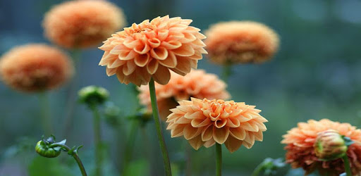 Dahlia Flower HD Wallpaper pc screenshot Dahlia Flower HD Wallpaper pc screenshot