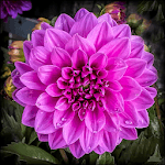 Dahlia Flower HD Wallpaper icon