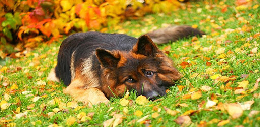 German Shepherd Dog Wallpapers pc screenshot