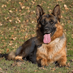 German Shepherd Dog Wallpapers icon
