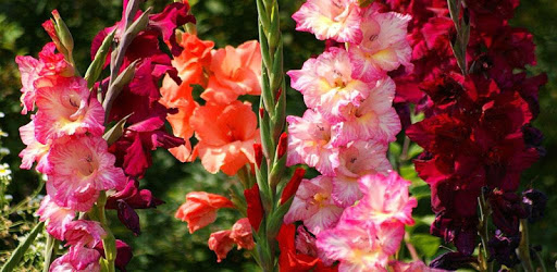 Gladiolus Flower HD Wallpaper pc screenshot Gladiolus Flower HD Wallpaper pc screenshot
