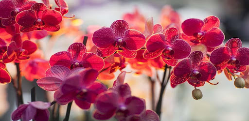 Orchid Flowers HD Wallpaper pc screenshot Orchid Flowers HD Wallpaper pc screenshot