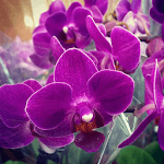 Orchid Flowers HD Wallpaper icon