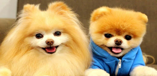 Pomeranian Dog Wallpapers HD pc screenshot