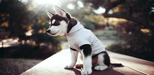 Siberian Husky Dog Wallpapers pc screenshot