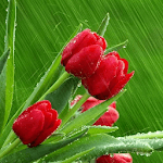 Tulips Flowers Wallpapers HD icon