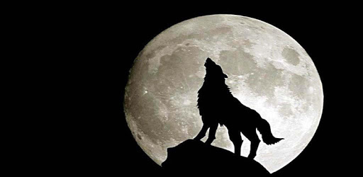 Wolf Wallpapers HD pc screenshot