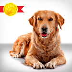 My Dog Training App - 30 Days Puppy Training for pc icon My Dog Training App - 30 Days Puppy Training for pc icon