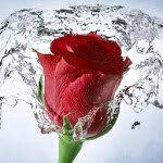 Rose Wallpaper, Floral, Flower Background: Rosely icon