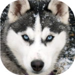 Husky live wallpaper for pc icon