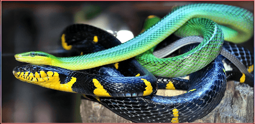 HD Snake Wallpapers pc screenshot HD Snake Wallpapers pc screenshot