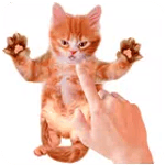 Tickle Talking Cat icon