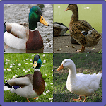 Duck Memory Game icon