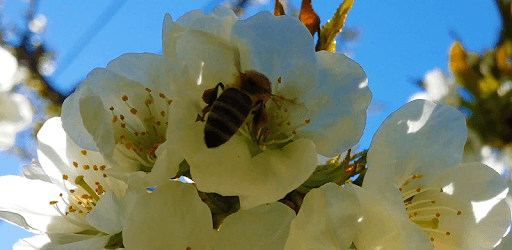 Bee pc screenshot Bee pc screenshot