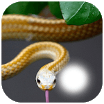 Snake Photo Frame icon