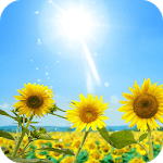 Sunflowers Live Wallpaper icon