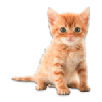 Real Animals Photo Stickers icon
