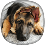 German Shepherd Wallpapers icon