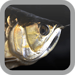 Arowana wallpaper icon