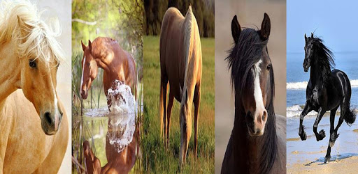 Horse wallpaper pc screenshot