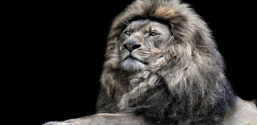 Lion Lock Screen Wallpaper pc screenshot Lion Lock Screen Wallpaper pc screenshot
