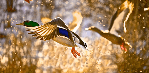 Duck Hunting Calls pc screenshot