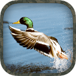 Duck Hunting Calls icon