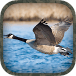 Goose Hunting Calls icon