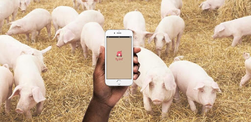 Pig1000 pc screenshot Pig1000 pc screenshot
