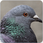 Pigeon Bird Call : Pigeon Song and Pigeon Sound icon