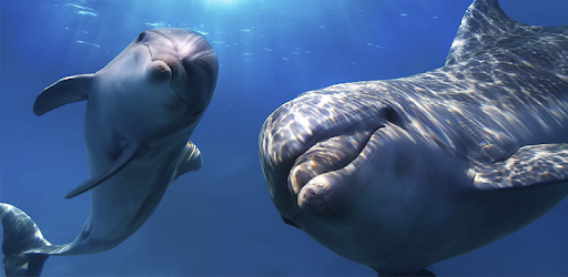 Dolphin Wallpapers pc screenshot