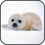 Seal Wallpapers icon