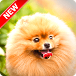 Pomeranian Wallpaper icon