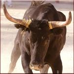 Bill Rodeo Bull Matador icon