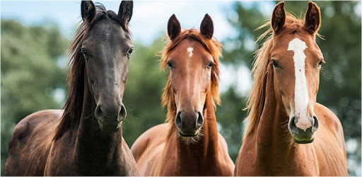 Mountain Horse pc screenshot Mountain Horse pc screenshot
