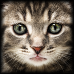 The Cat and the Mouse icon