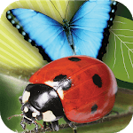 Popar Bugs icon